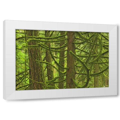 Canada, BC ,Mossy trees in Cathedral Grove White Modern Wood Framed Art Print by Grandmaison, Mike
