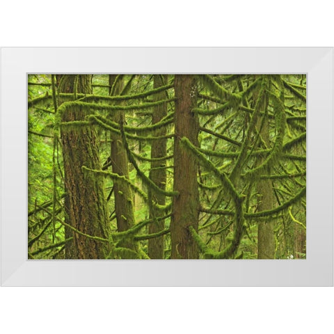 Canada, BC ,Mossy trees in Cathedral Grove White Modern Wood Framed Art Print by Grandmaison, Mike