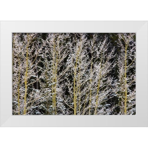 Canada, BC, Mt Robson PP Hoarfrost on aspens White Modern Wood Framed Art Print by Grandmaison, Mike