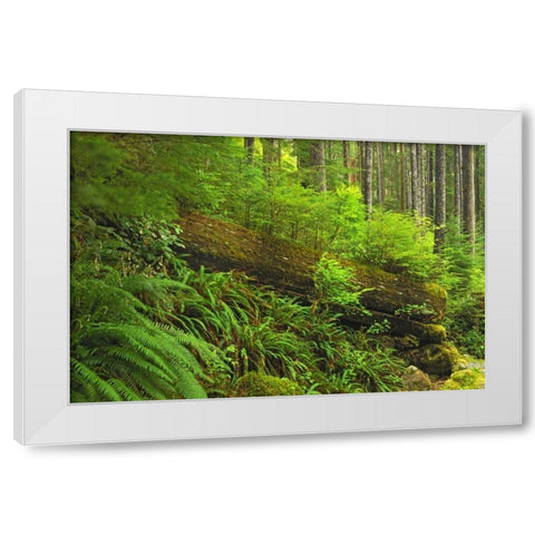 Canada, BC, Plants growing on log in rain forest White Modern Wood Framed Art Print by Grandmaison, Mike
