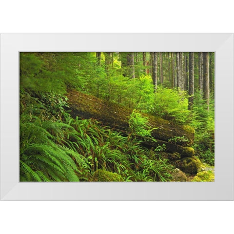 Canada, BC, Plants growing on log in rain forest White Modern Wood Framed Art Print by Grandmaison, Mike