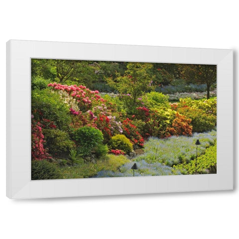 Canada, BC, Vancouver Blooming flowers White Modern Wood Framed Art Print by Grandmaison, Mike