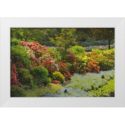 Canada, BC, Vancouver Blooming flowers White Modern Wood Framed Art Print by Grandmaison, Mike