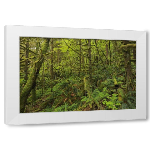 Canada, BC, Golden Ears PP Coastal rain forest White Modern Wood Framed Art Print by Grandmaison, Mike
