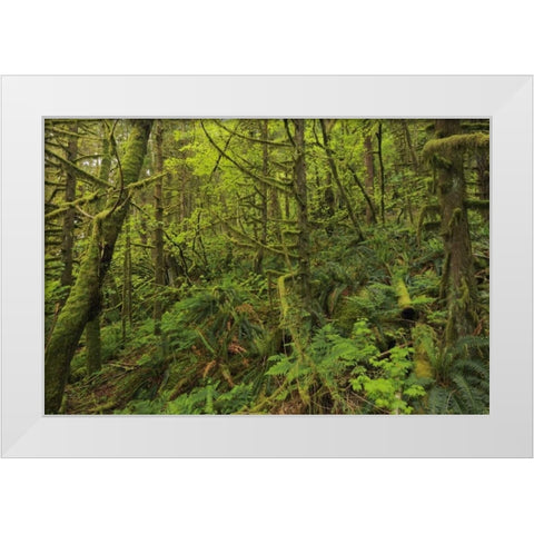 Canada, BC, Golden Ears PP Coastal rain forest White Modern Wood Framed Art Print by Grandmaison, Mike