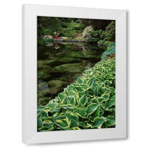 Canada, BC, Victoria Beautiful Garden Scenic White Modern Wood Framed Art Print by Bush, Marie