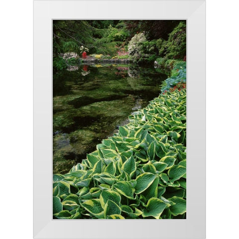 Canada, BC, Victoria Beautiful Garden Scenic White Modern Wood Framed Art Print by Bush, Marie