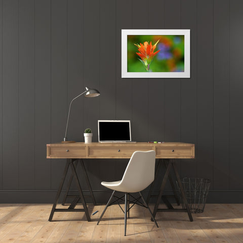 Canada-British Columbia-Valemount Indian paintbrush flower close-up White Modern Wood Framed Art Print by Jaynes Gallery
