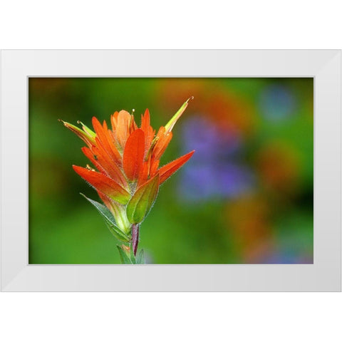 Canada-British Columbia-Valemount Indian paintbrush flower close-up White Modern Wood Framed Art Print by Jaynes Gallery