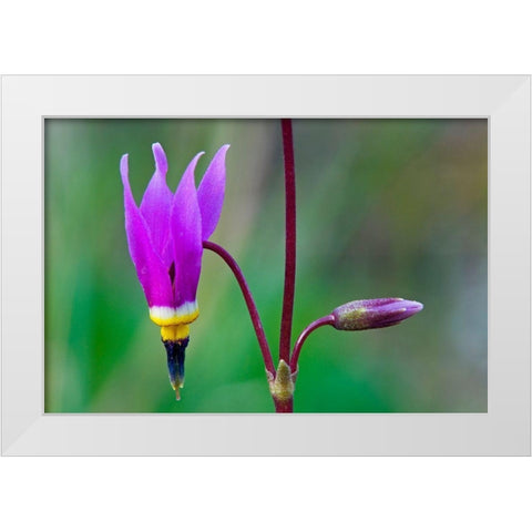 Canada-British Columbia-Kootenay National Park Common shooting star flower close-up White Modern Wood Framed Art Print by Jaynes Gallery