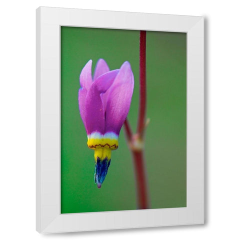 Canada-British Columbia-Kootenay National Park Common shooting star flower close-up White Modern Wood Framed Art Print by Jaynes Gallery
