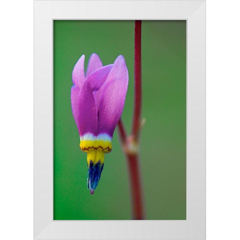 Canada-British Columbia-Kootenay National Park Common shooting star flower close-up White Modern Wood Framed Art Print by Jaynes Gallery