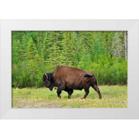 Canada-British Columbia-Coal River Wood bison close-up White Modern Wood Framed Art Print by Jaynes Gallery