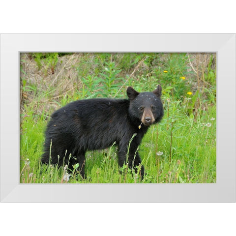 Canada-British Columbia-Whistler American black bear cub close-up White Modern Wood Framed Art Print by Jaynes Gallery