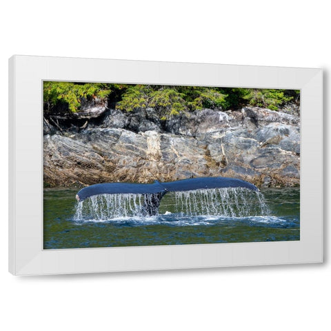 Canada-British Columbia-Great Bear Rainforest Humpback whale tail White Modern Wood Framed Art Print by Hopkins, Cindy Miller