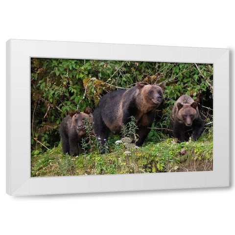 Canada-British Columbia-Great Bear Rainforest Khutze Inlet Brown bear mother and cubs White Modern Wood Framed Art Print by Hopkins, Cindy Miller
