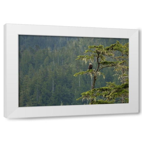 British Columbia A Bald Eagle perches on a limb amid Bearded Lichen in forested Vancouver Island White Modern Wood Framed Art Print by Luhm, Gary