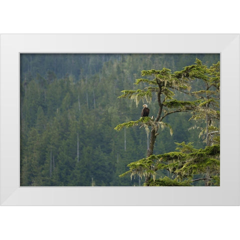 British Columbia A Bald Eagle perches on a limb amid Bearded Lichen in forested Vancouver Island White Modern Wood Framed Art Print by Luhm, Gary