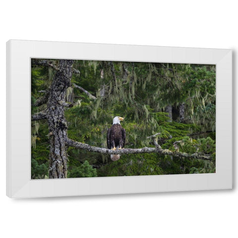 Canada-British Columbia A Bald Eagle perches on a limb amid Bearded Lichen White Modern Wood Framed Art Print by Luhm, Gary