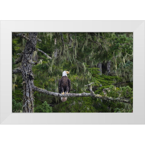 Canada-British Columbia A Bald Eagle perches on a limb amid Bearded Lichen White Modern Wood Framed Art Print by Luhm, Gary