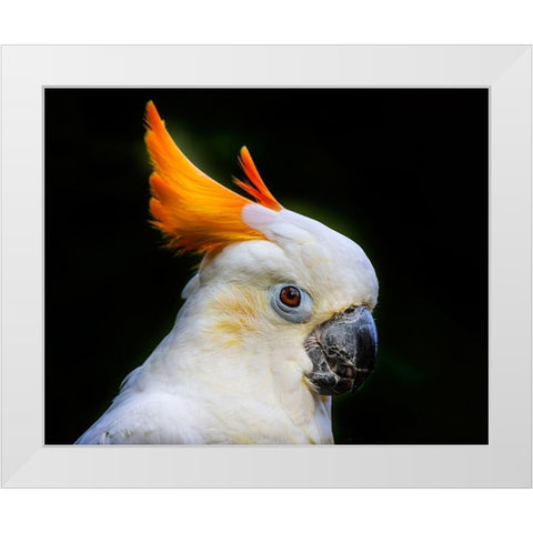 Orange Crest Citron Crested Cockatoo Medium sized cockatoo endangered species from Indonesia White Modern Wood Framed Art Print by Perry, William