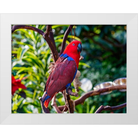 Red blue Female Eclectus Parrot close-up Native to Solomon Islands-New Guinea White Modern Wood Framed Art Print by Perry, William