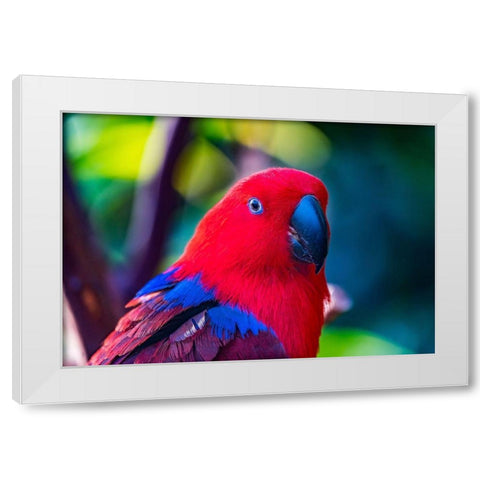 Red blue Female Eclectus Parrot close-up Native to Solomon Islands-New Guinea White Modern Wood Framed Art Print by Perry, William