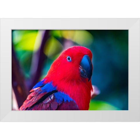 Red blue Female Eclectus Parrot close-up Native to Solomon Islands-New Guinea White Modern Wood Framed Art Print by Perry, William