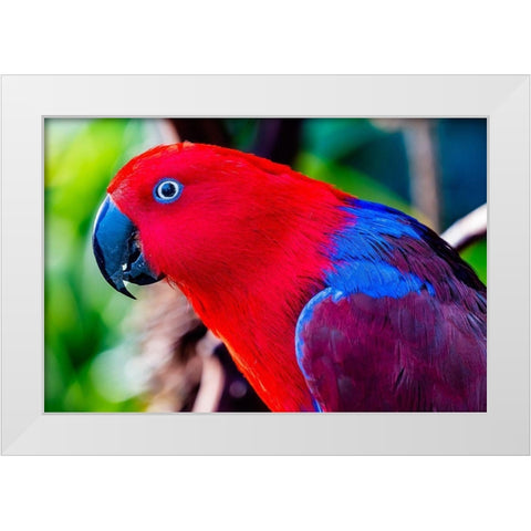 Red blue Female Eclectus Parrot close-up Native to Solomon Islands-New Guinea White Modern Wood Framed Art Print by Perry, William
