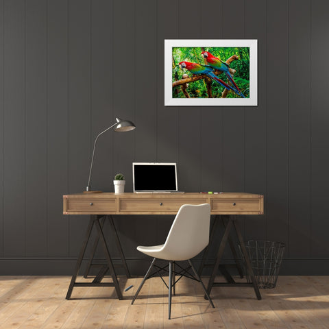 green Wing Macaws-Originally from South America, White Modern Wood Framed Art Print by Perry, William