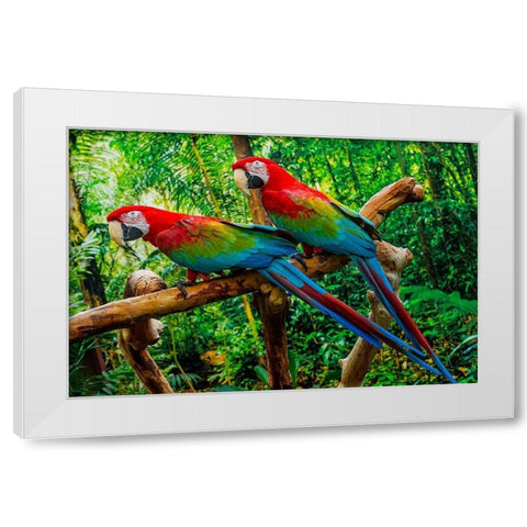 green Wing Macaws-Originally from South America, White Modern Wood Framed Art Print by Perry, William