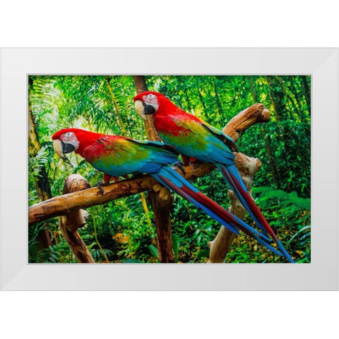 green Wing Macaws-Originally from South America, White Modern Wood Framed Art Print by Perry, William