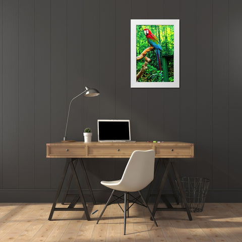 green Wing Macaw Originally from South America, White Modern Wood Framed Art Print by Perry, William