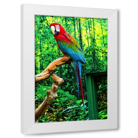 green Wing Macaw Originally from South America, White Modern Wood Framed Art Print by Perry, William