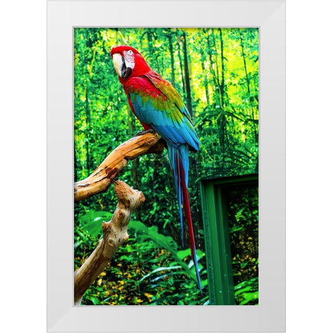 green Wing Macaw Originally from South America, White Modern Wood Framed Art Print by Perry, William
