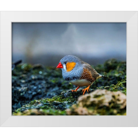 Orange-cheeked Waxbill Close-Up Originated Western Africa White Modern Wood Framed Art Print by Perry, William