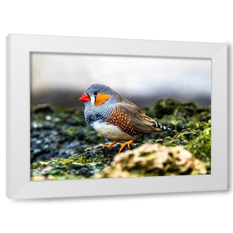 Orange-cheeked Waxbill Close-Up Originated Western Africa White Modern Wood Framed Art Print by Perry, William