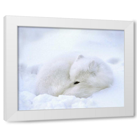Canada, Churchill Artic fox rests in a snowdrift White Modern Wood Framed Art Print by Kelley, David