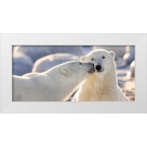 Canada, Manitoba, Churchill Polar bear kiss White Modern Wood Framed Art Print by Kaveney, Wendy