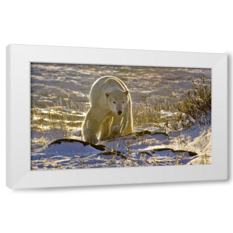 Canada, Manitoba, Churchill Backlit polar bear White Modern Wood Framed Art Print by Kaveney, Wendy