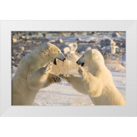 Canada, Churchill Sparring polar bears White Modern Wood Framed Art Print by Kaveney, Wendy
