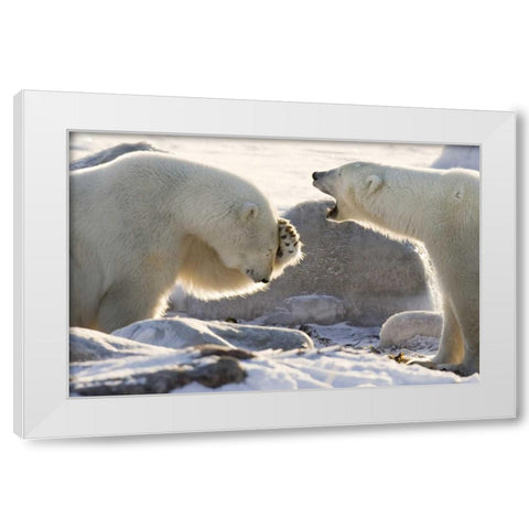 Canada, Churchill Two polar bears share a joke White Modern Wood Framed Art Print by Kaveney, Wendy