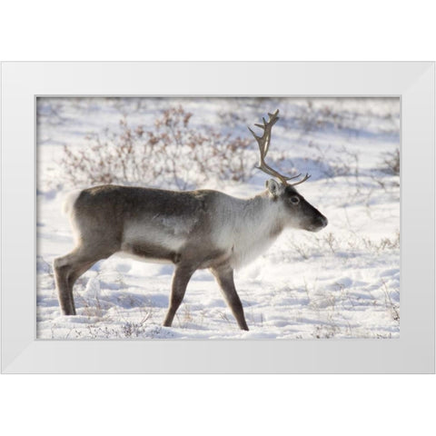 Canada, Manitoba, Caribou in snowy landscape White Modern Wood Framed Art Print by Kaveney, Wendy
