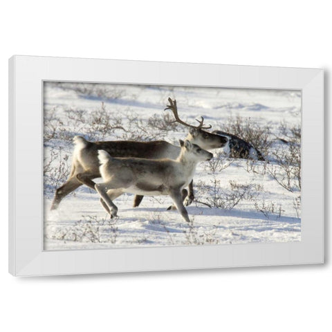 Canada, Manitoba, Caribou starting to run White Modern Wood Framed Art Print by Kaveney, Wendy