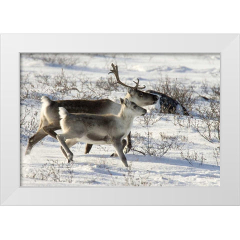 Canada, Manitoba, Caribou starting to run White Modern Wood Framed Art Print by Kaveney, Wendy