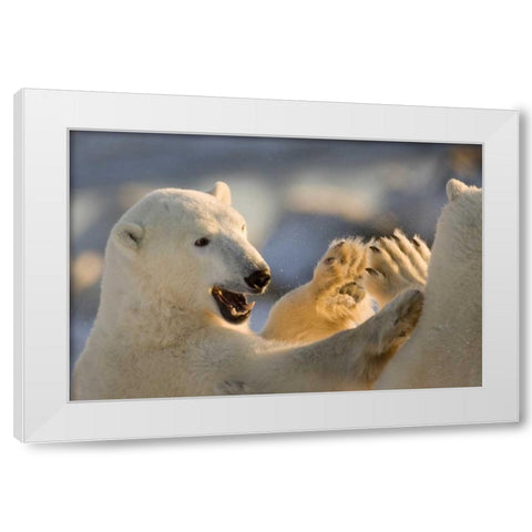 Canada, Churchill Sparring polar bears White Modern Wood Framed Art Print by Kaveney, Wendy