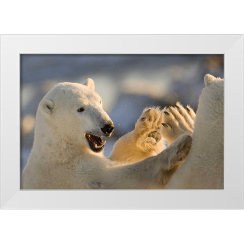 Canada, Churchill Sparring polar bears White Modern Wood Framed Art Print by Kaveney, Wendy