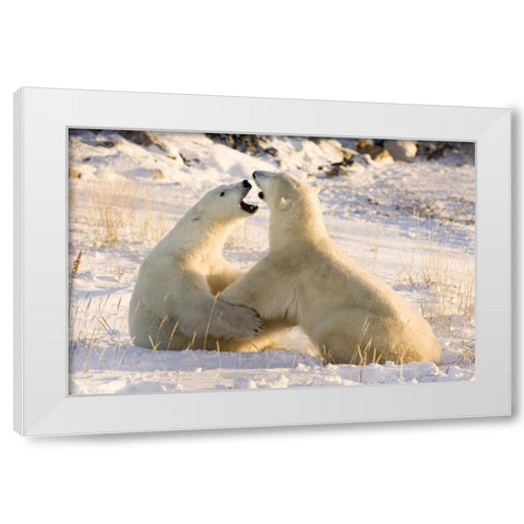 Canada, Churchill Sparring polar bears White Modern Wood Framed Art Print by Kaveney, Wendy