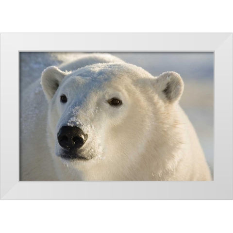 Canada, Churchill Portrait of polar bear White Modern Wood Framed Art Print by Kaveney, Wendy