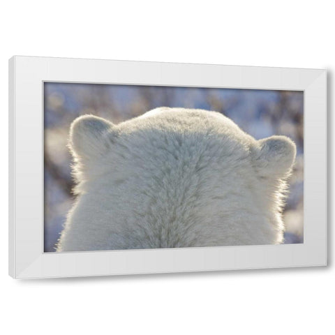 Canada, Churchill Back of polar bears head White Modern Wood Framed Art Print by Kaveney, Wendy